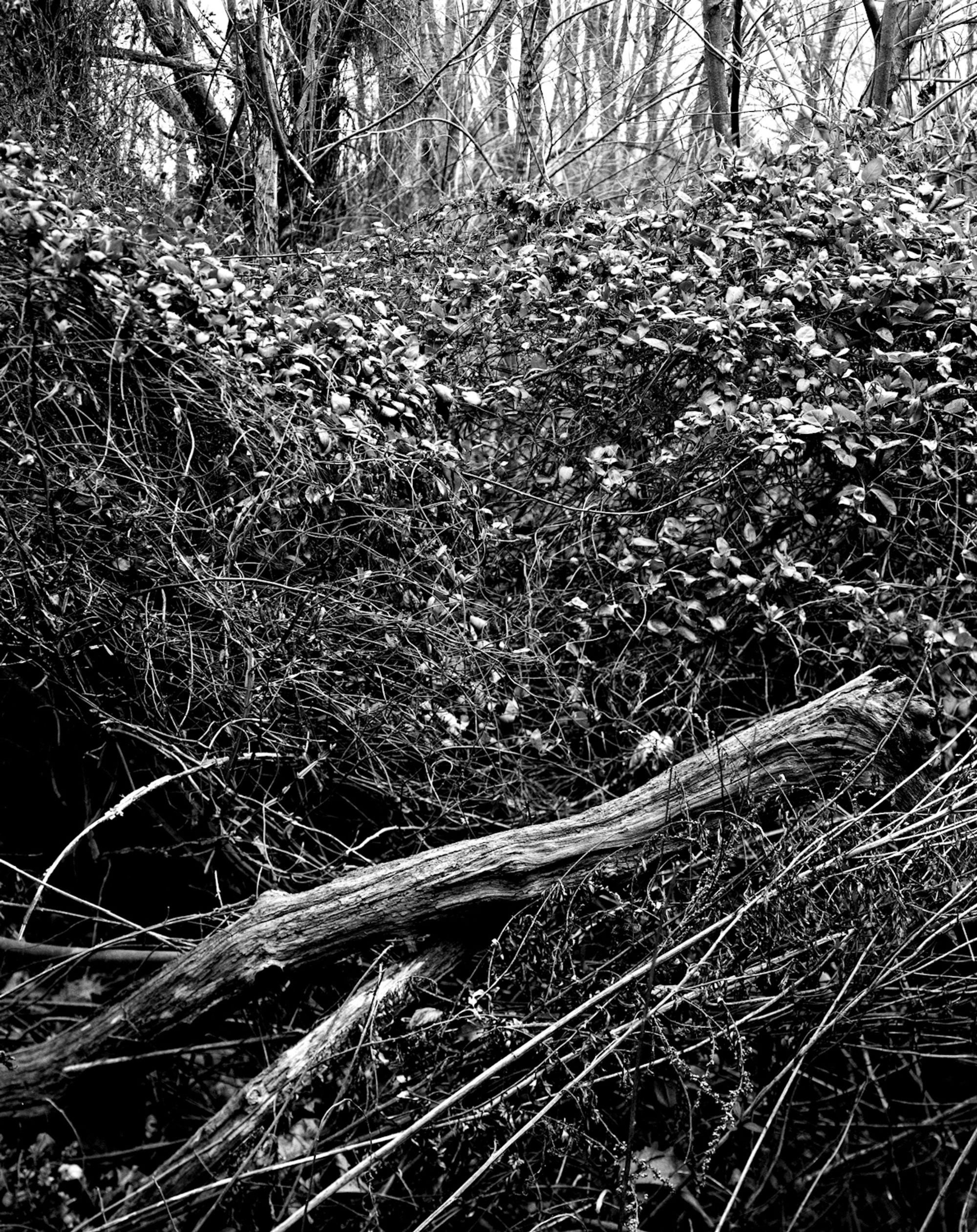 wood