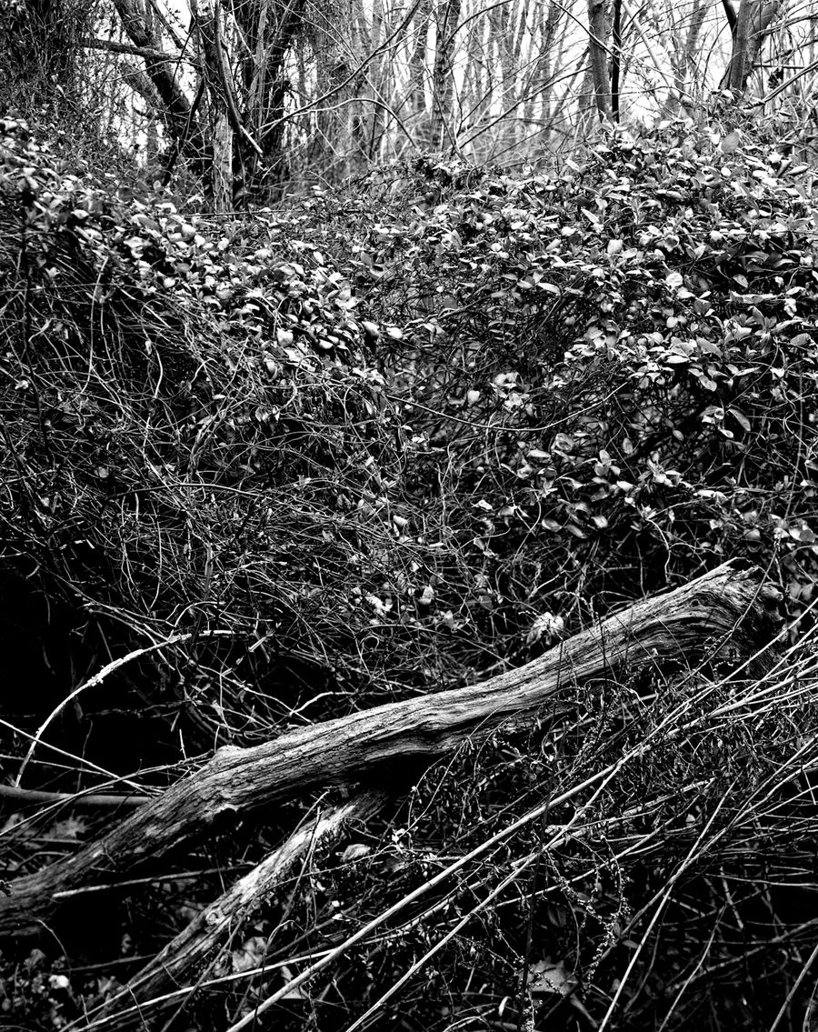 wood