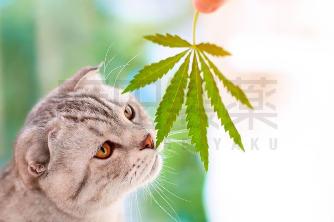 CBDと猫
