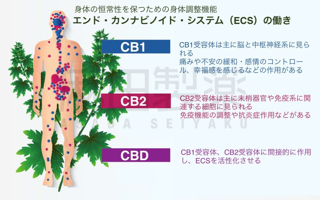 エンド・カンナビノイド・システム（ECS）とは