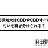 麻薬探知犬はCBDやCBDオイルの匂いを嗅ぎ分けられる?