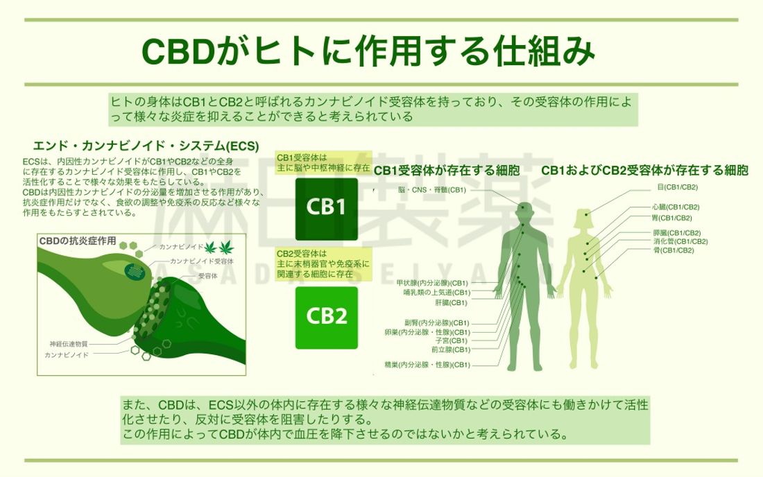CBDとエンド・カンナビノイド・システム(ECS)