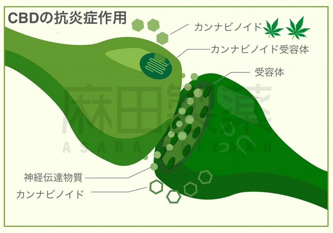 CBDの抗炎症作用