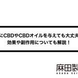 犬にCBDやCBDオイルを与えても大丈夫?効果や副作用についても解説!