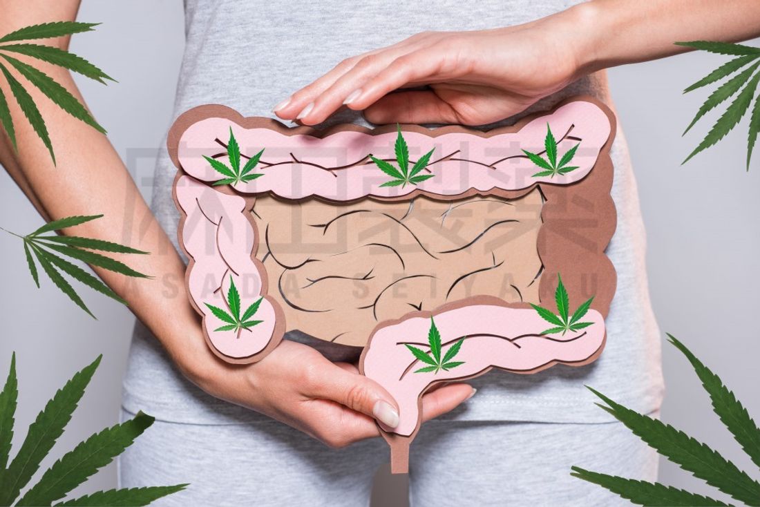 CBDやCBDオイルと腸