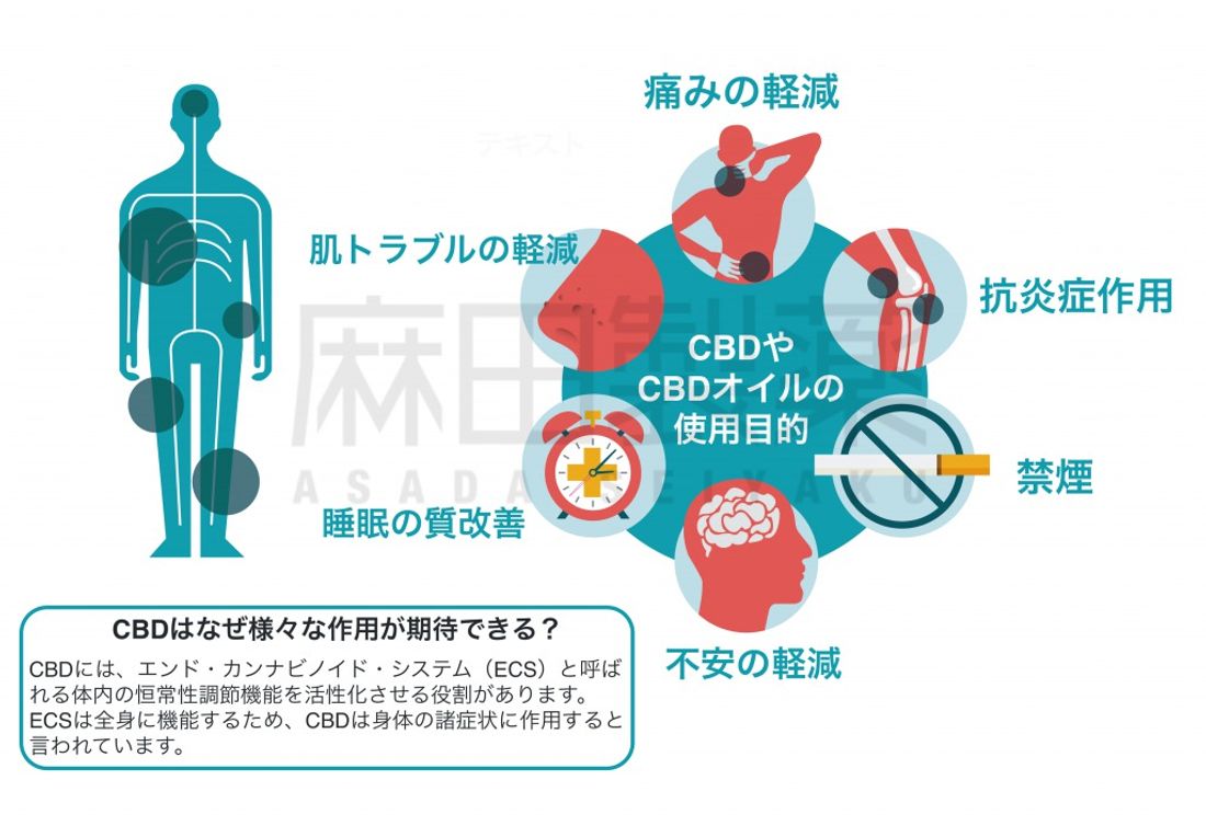 CBDやCBDオイルの作用とECS