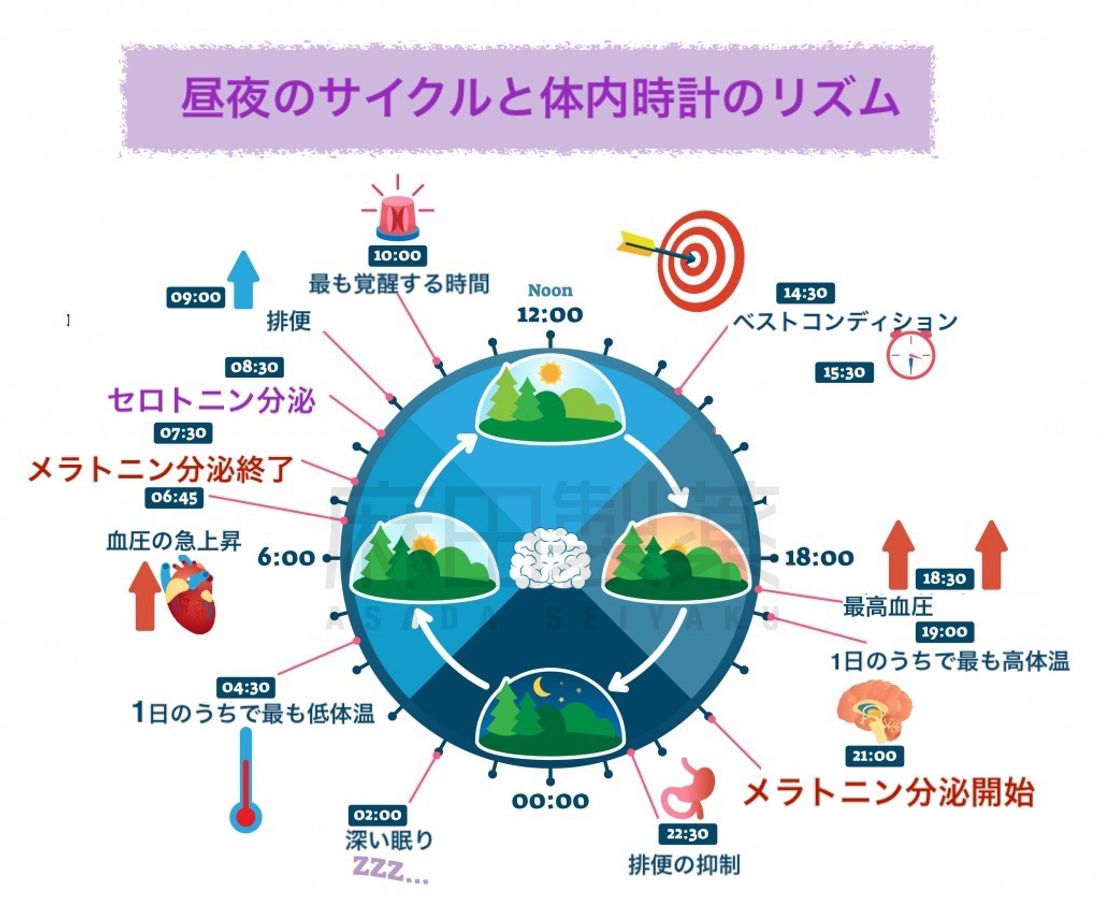 体内時計