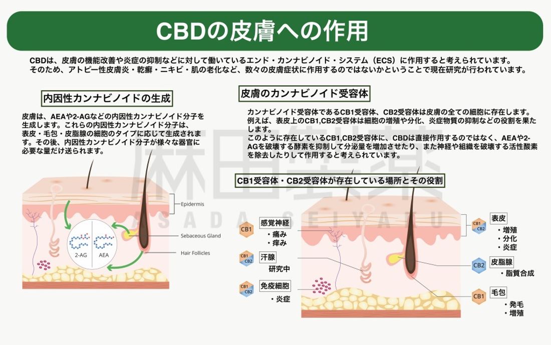 CBDやCBDオイルの皮膚への作用
