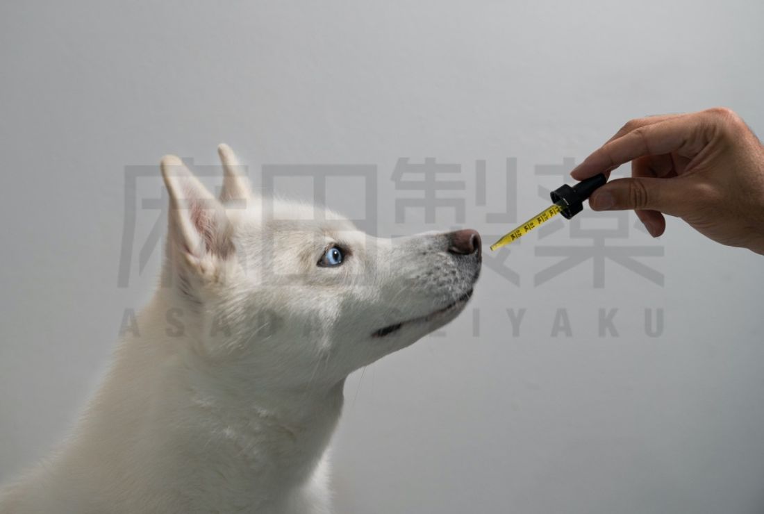 CBDの犬の摂取