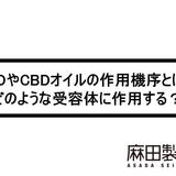 CBDやCBDオイルの作用機序とは?どのような受容体に作用する?