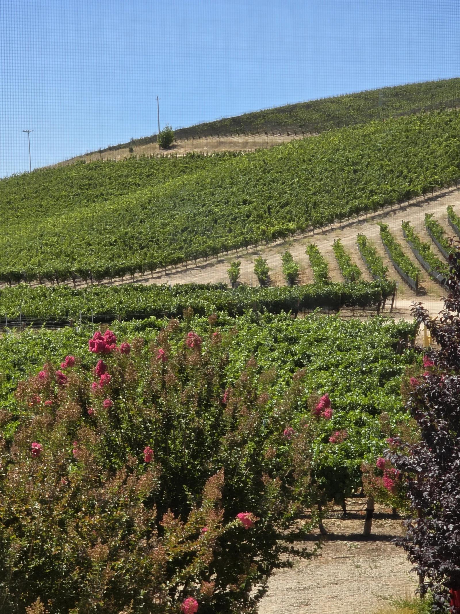 Rows of grapevines crossing a Paso Robles hillside, framed by flowering trees