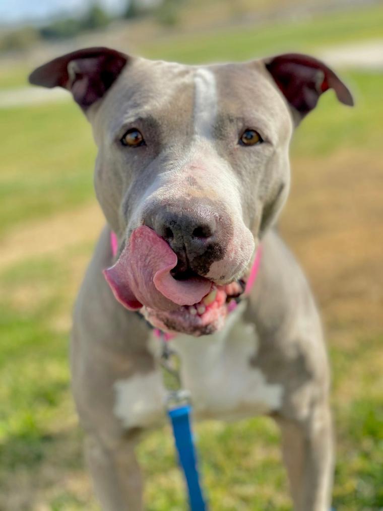 American Bully on a leash