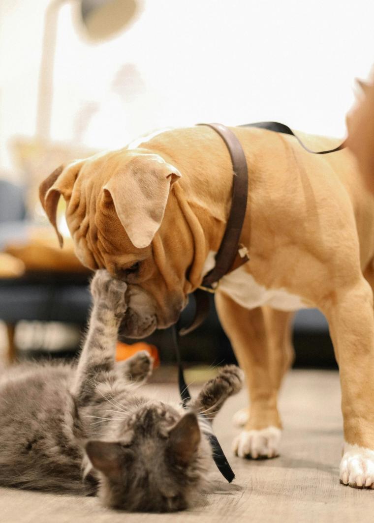 American Bully with a kitten