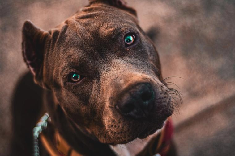American Bully close up