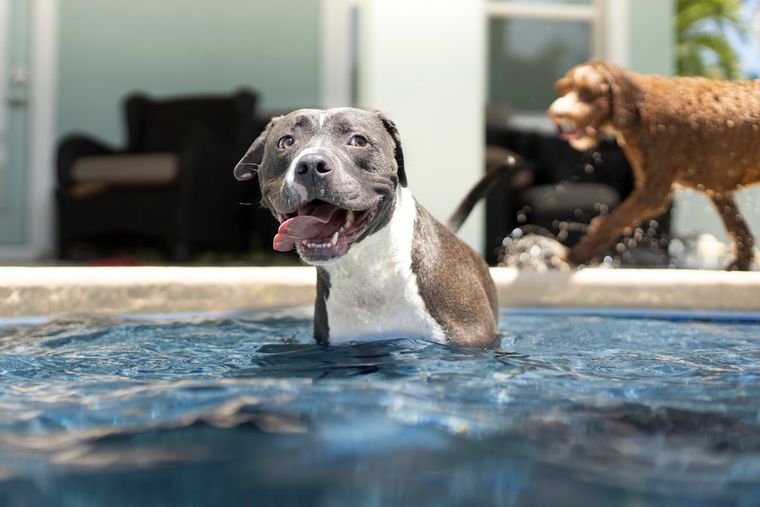 American Bully puppy