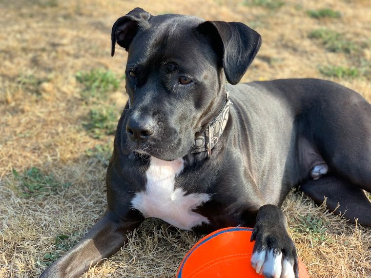 American Bully puppy with a ball