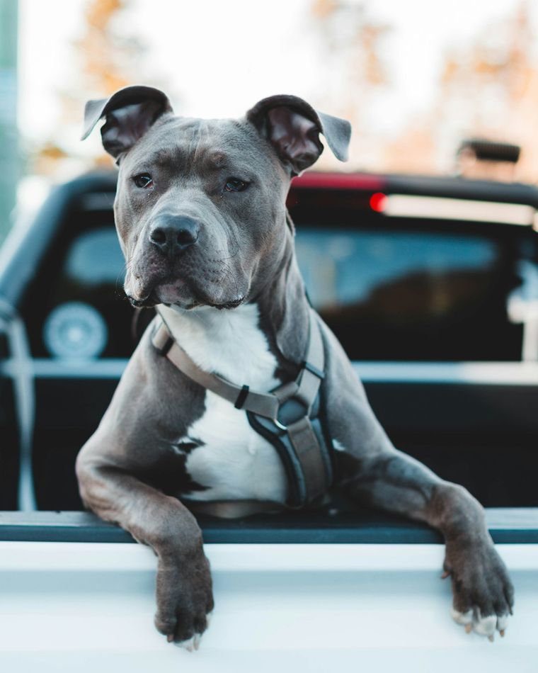 American Bully puppy