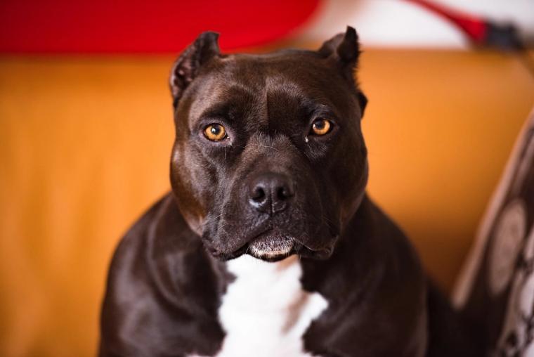 American Bully standing