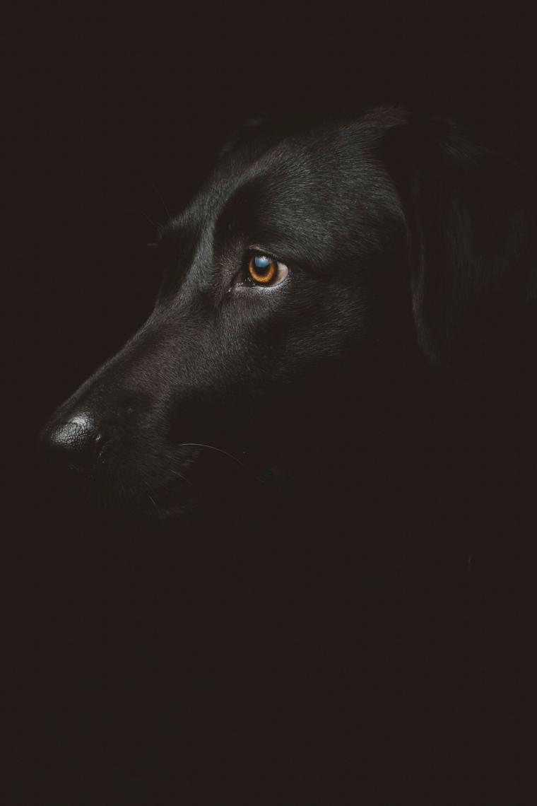 Dark American Bully portrait
