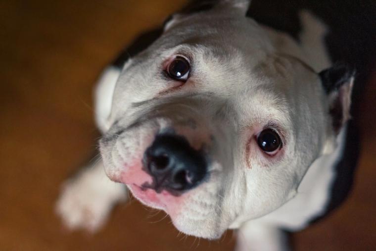 American Bully portrait