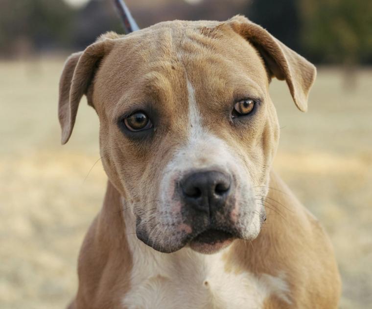 American Bully outdoors