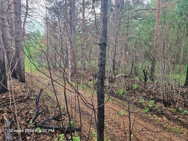 Дорога через участок леса после пожара в Старой Слободе