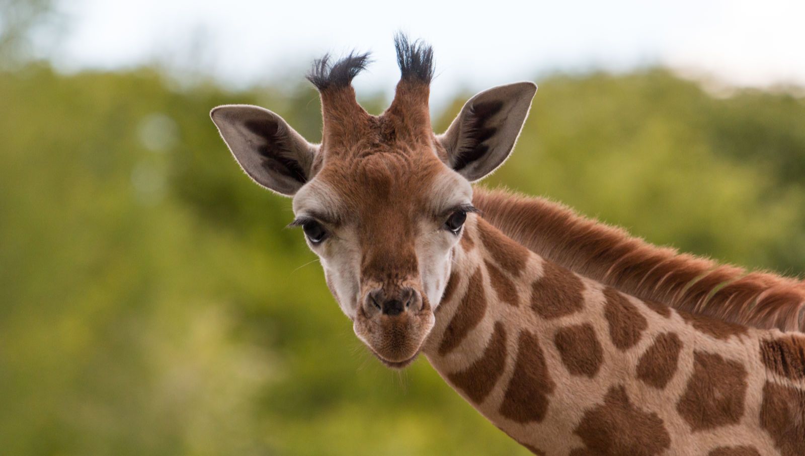 an image of Chester Zoo