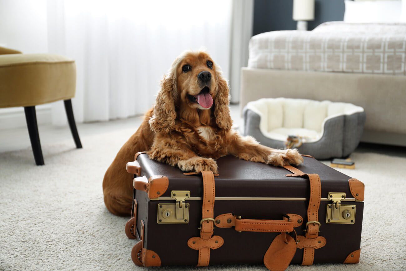 an image of Pet friendly hotels in Ireland