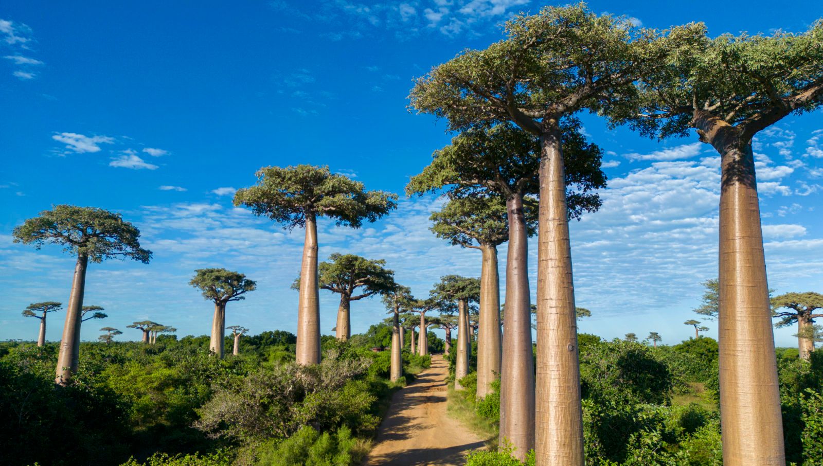 an image of Madagascar