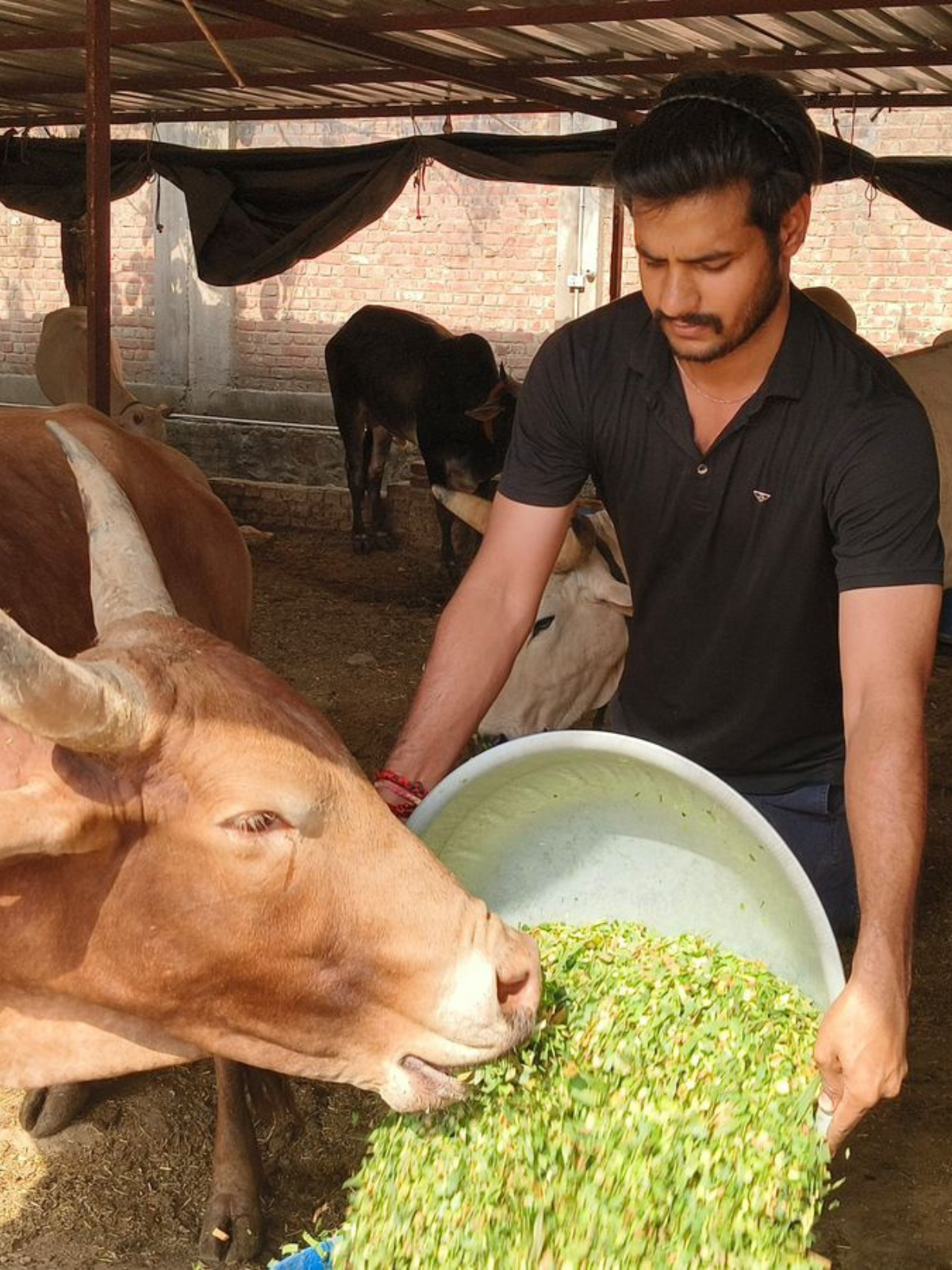 Gau Seva — 17 May 2026