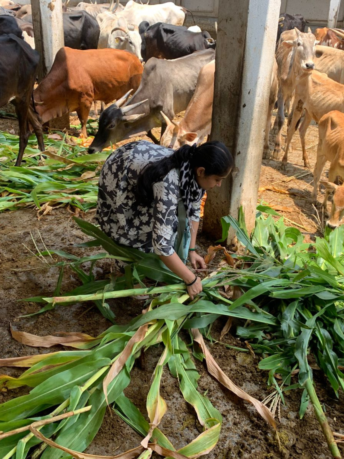 Gau Seva — 1 May 2026
