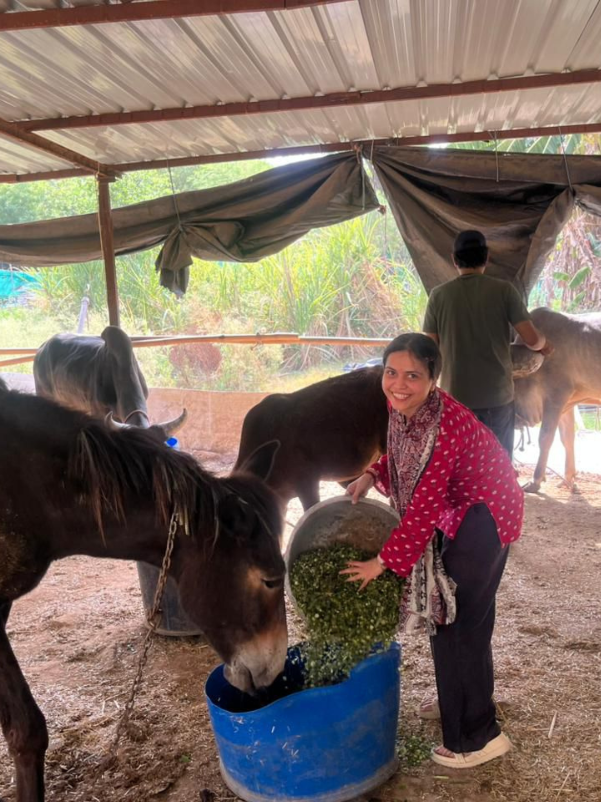 Gau Seva — 17 May 2026