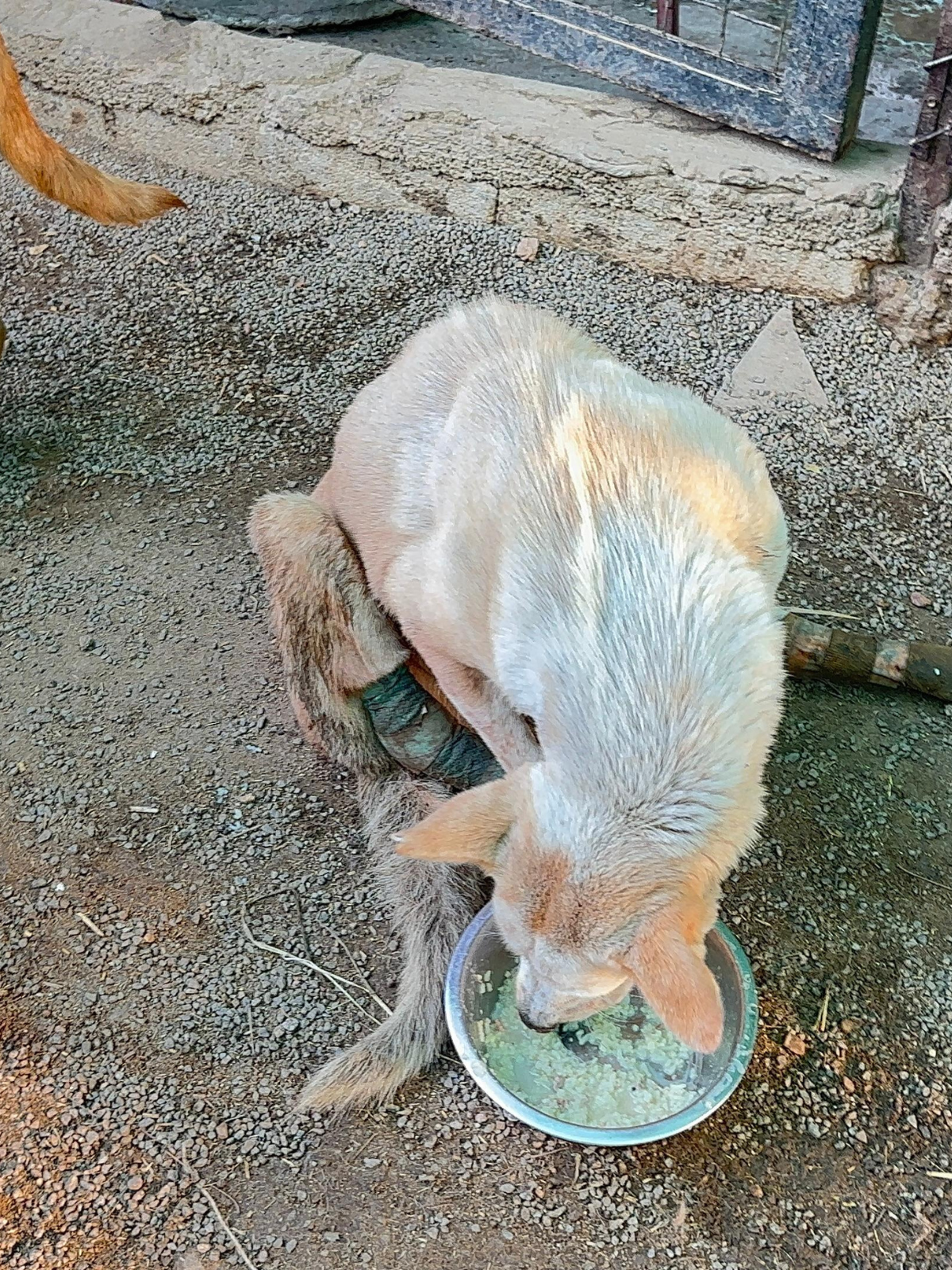 Savana Seva — 17 May 2026