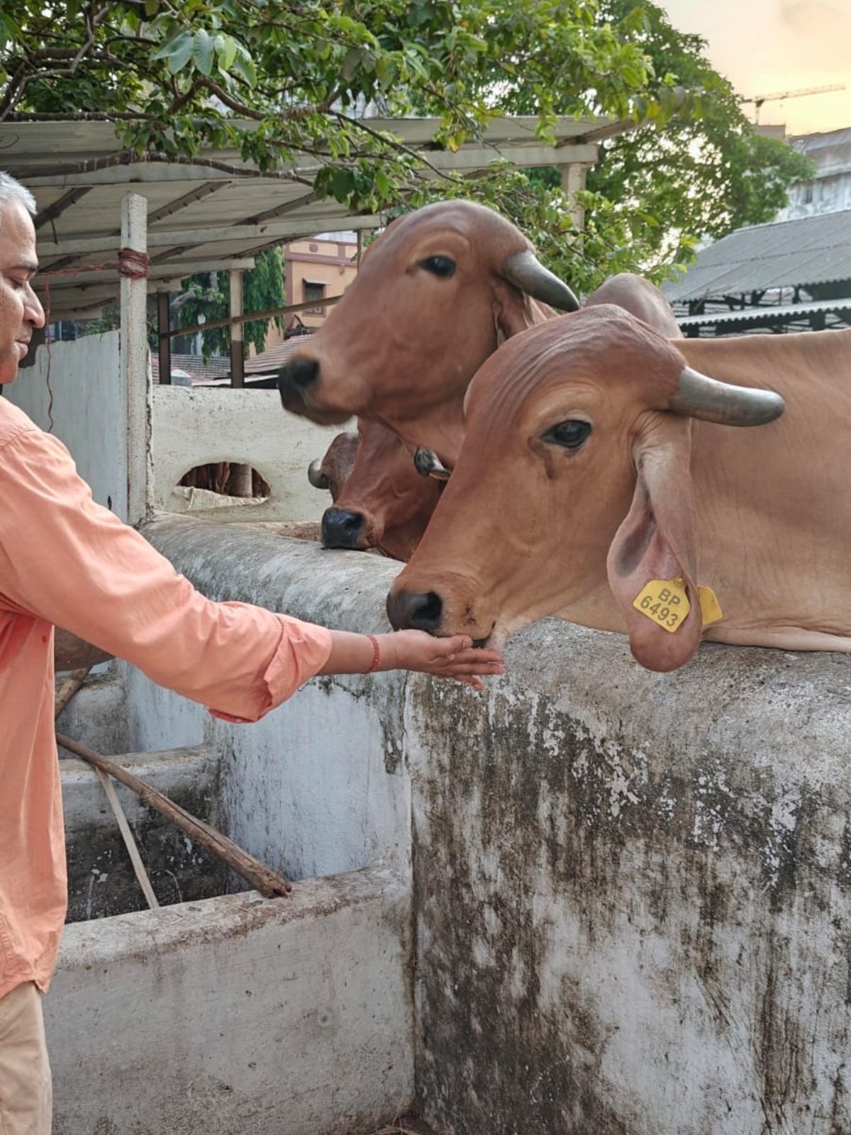 Gau Seva — 16 May 2026