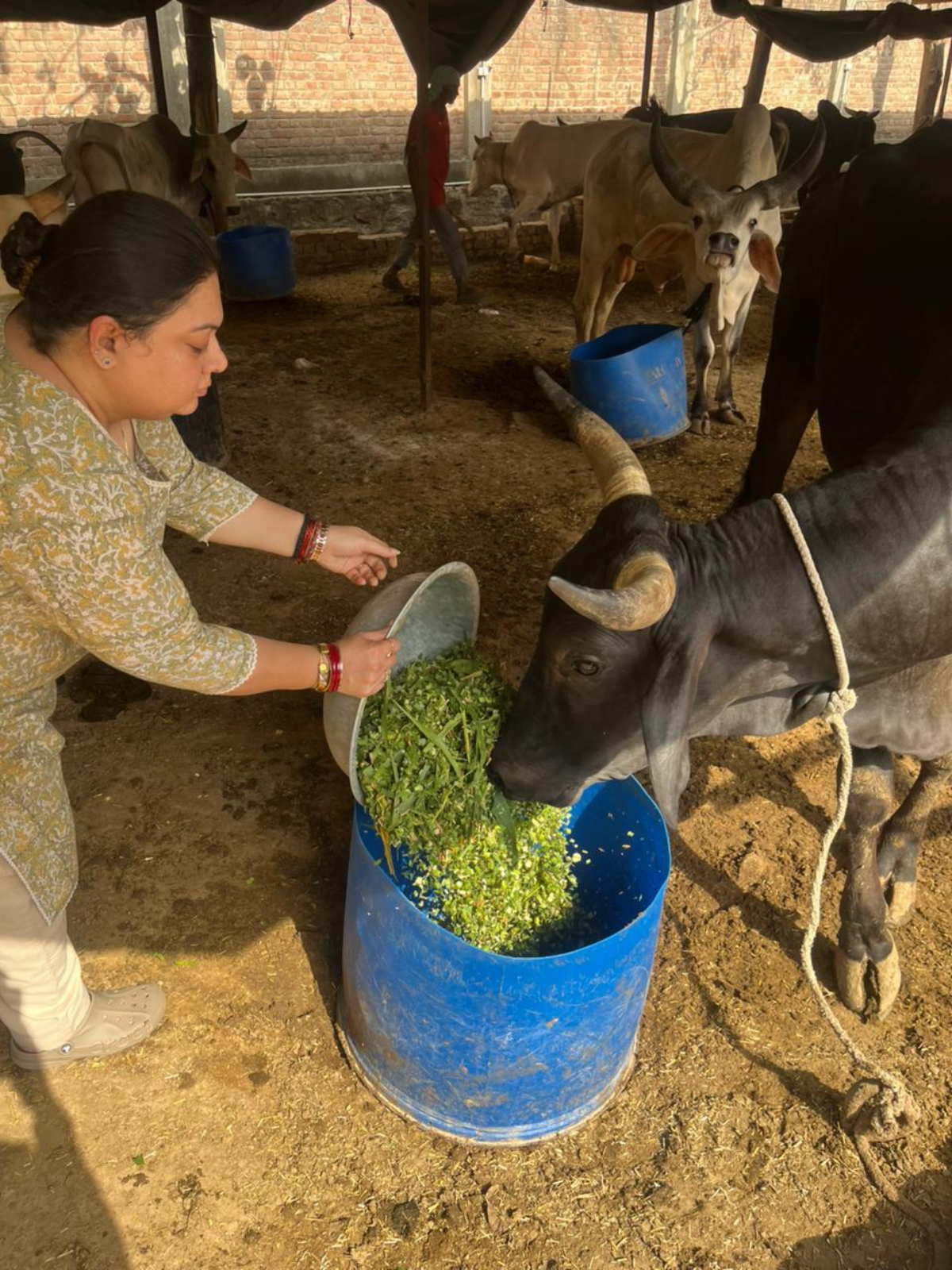 Gau Seva — 17 May 2026