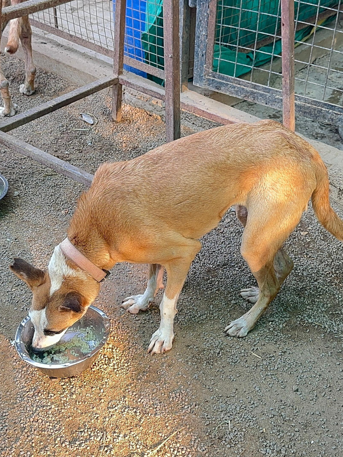 Savana Seva — 17 May 2026