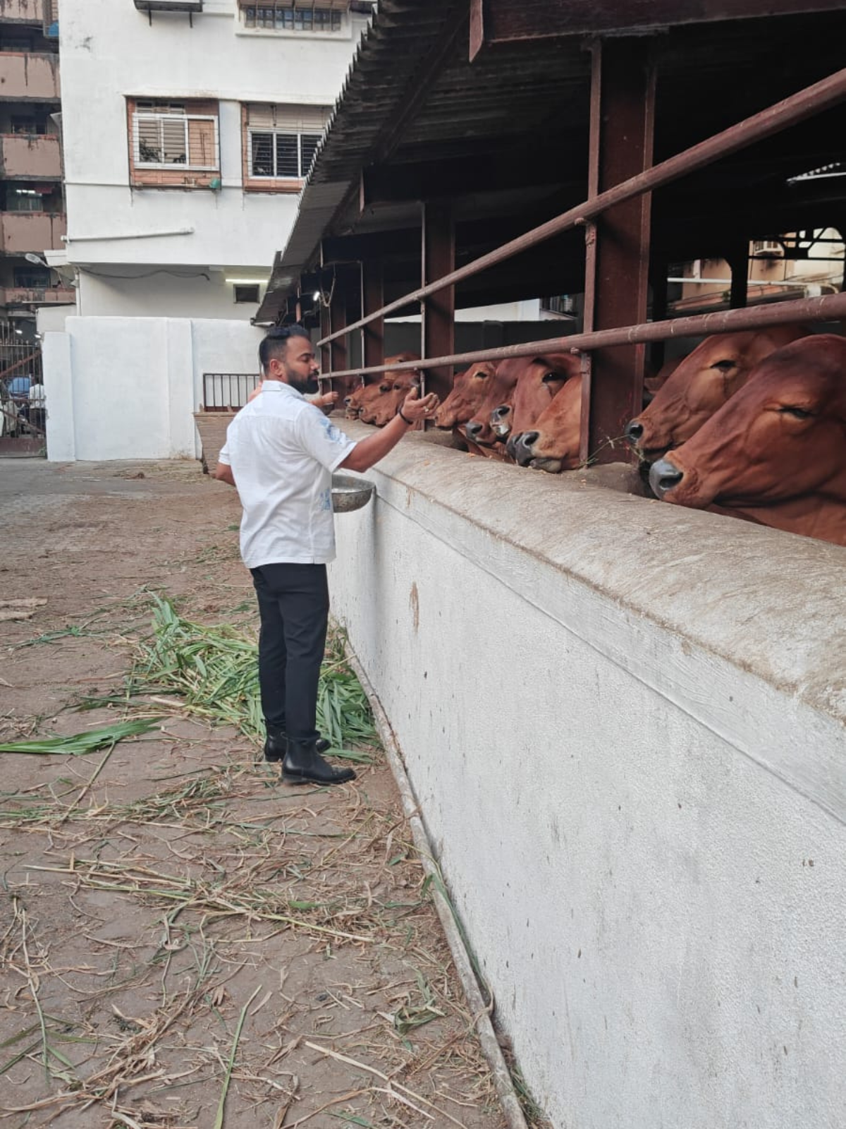 Gau Seva — 16 May 2026