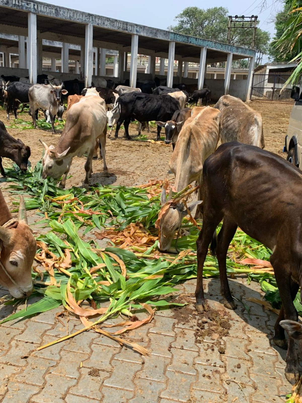 Gau Seva — 1 May 2026