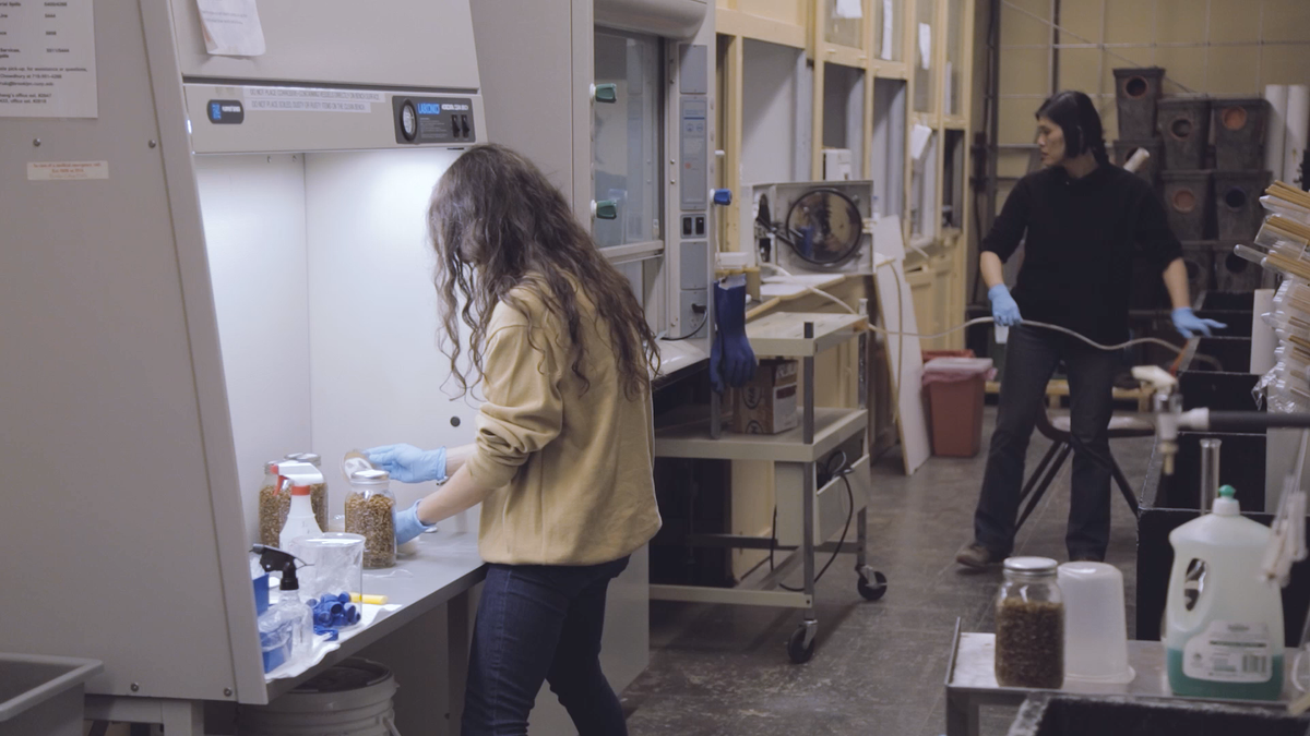 In a lab workspace, a woman prepares soil samples. In the background, another woman pulls  a plastic tube toward a lab workspace. 