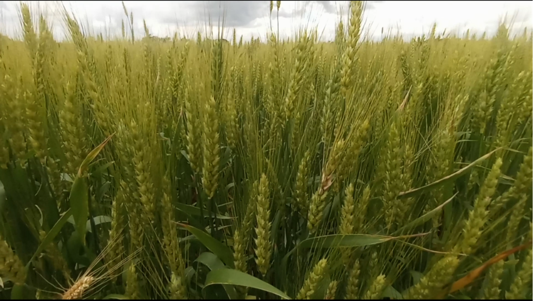 Close-up of yellow-green wheat stalks with some pale blue sky above.