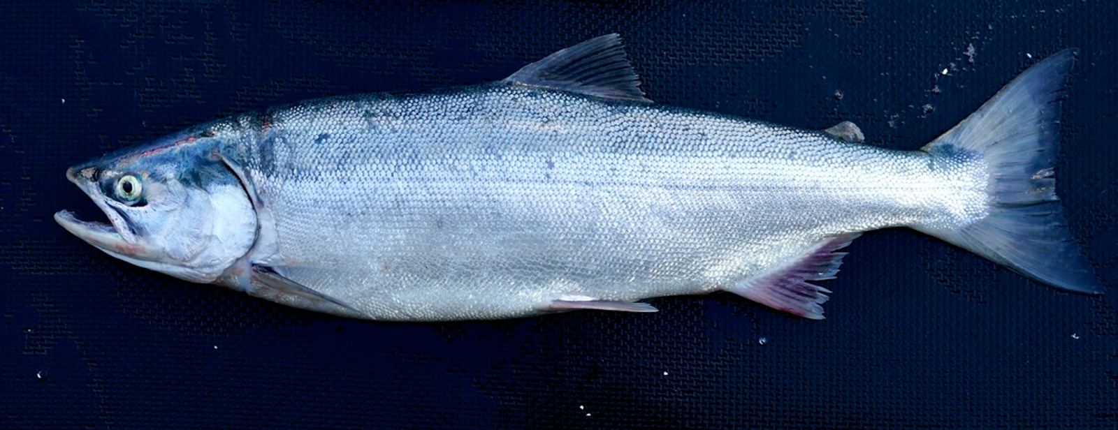 Hook Point Wild Alaskan Fish Hook Point Wild Alaskan Fish