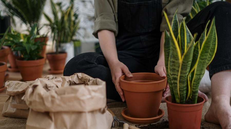 A person holding an empty terracotta pot next to a snake plant, surrounded by other potted plants and gardening supplies.