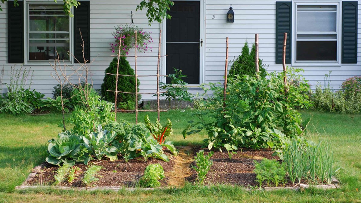 A thriving home vegetable garden with various crops like cabbage, tomatoes, and onions in front of a white house.