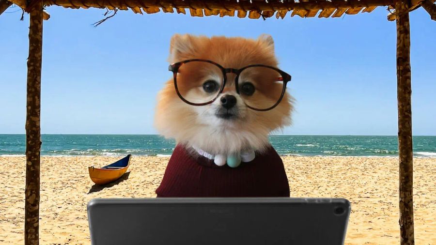 A Pomeranian dog wearing glasses and a sweater works on a tablet at a sunny beach.