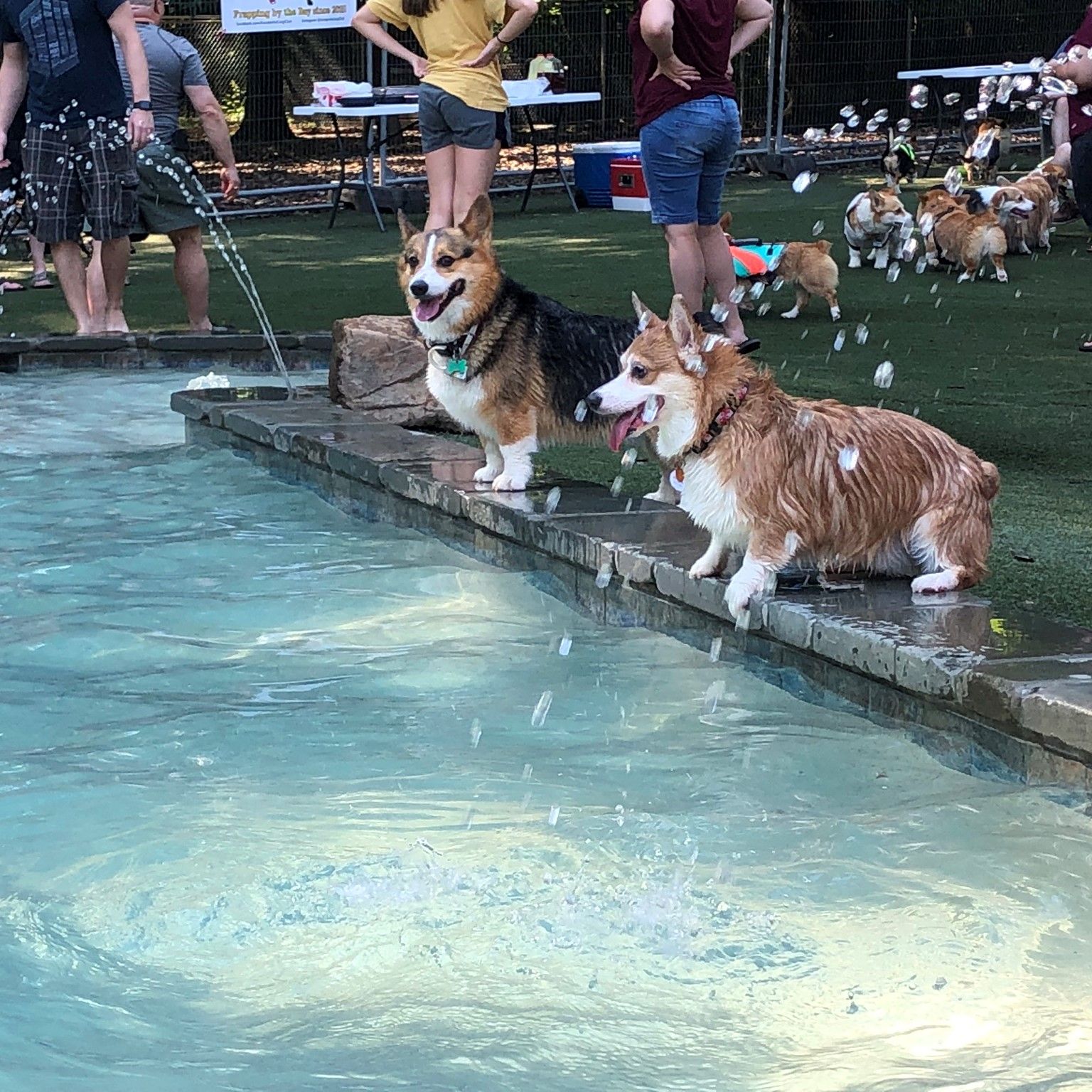 A photo of a two corgis hanging out by a bone shaped pool at a dog resort.