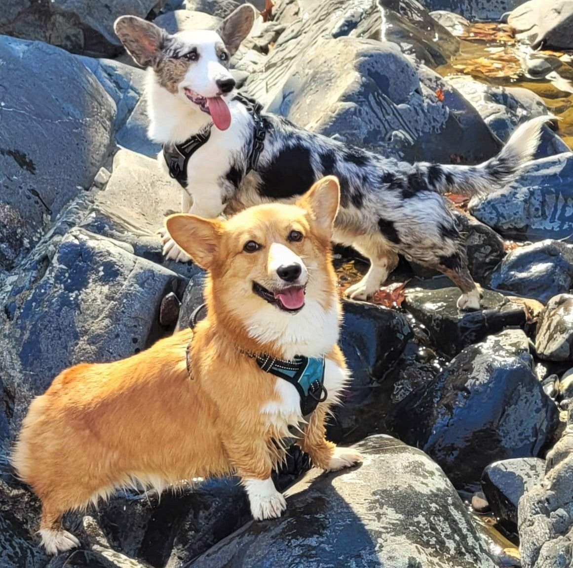 A photo of Comet and Rocket, a Cardigan Welsh Corgi and Pembroke Welsh Corgi.