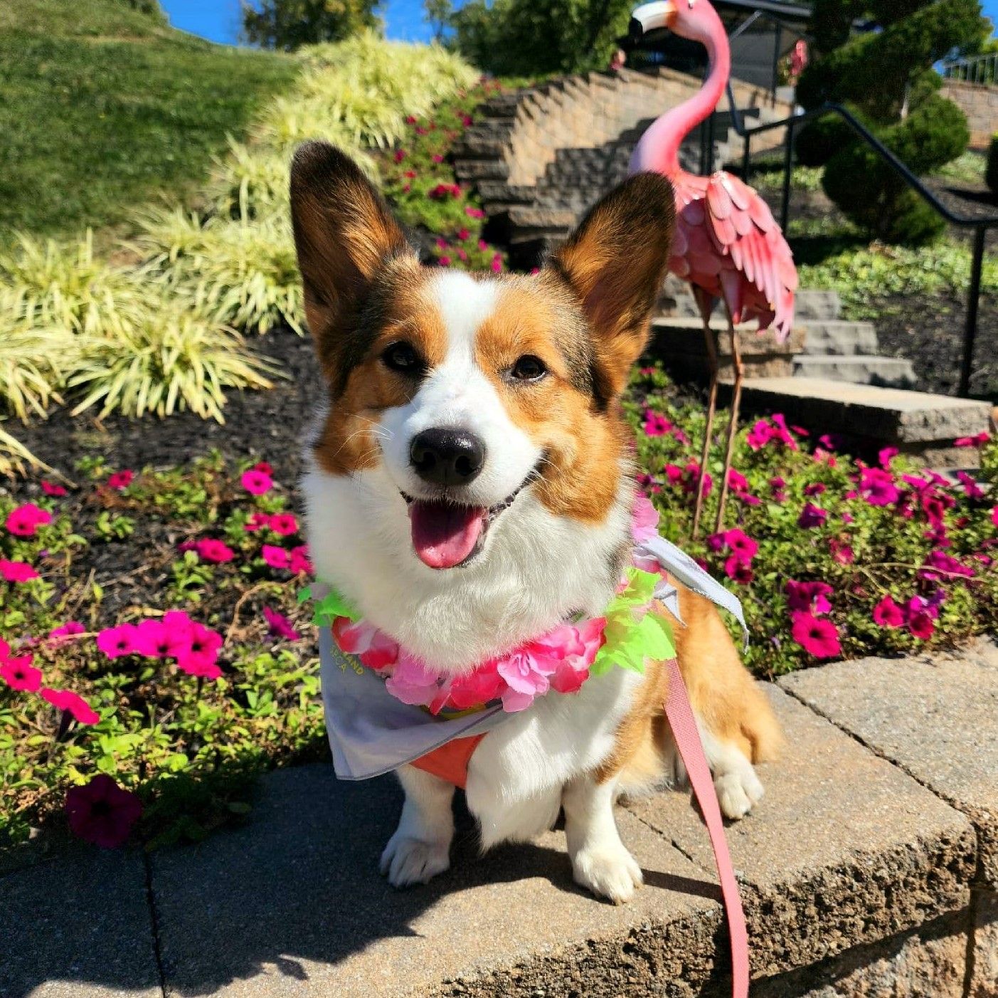 A photo of Olive, a sable Pembroke Welsh Corgi.