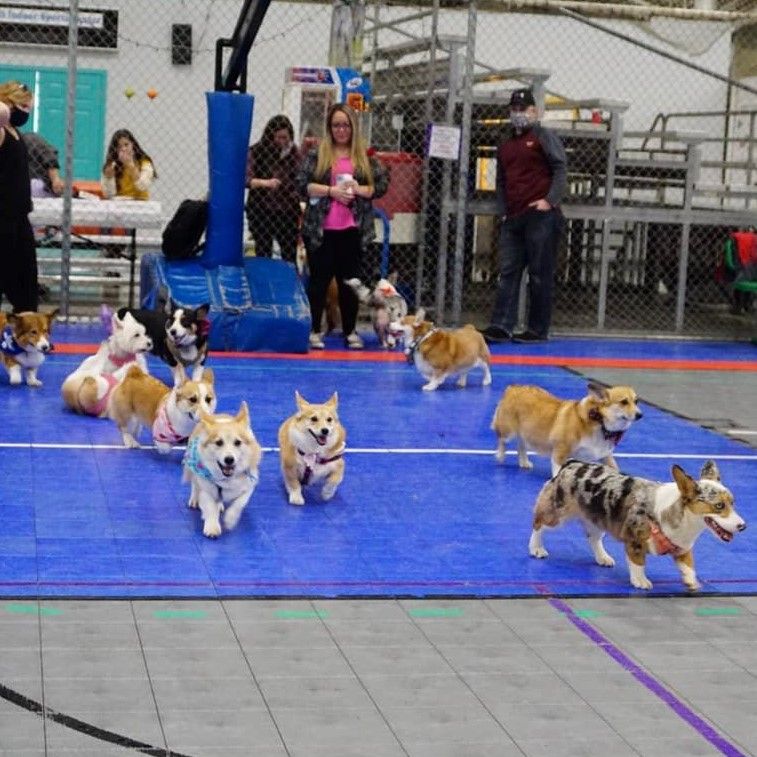 A photo of a bunch of corgis running across a basketball court during a corgi party.