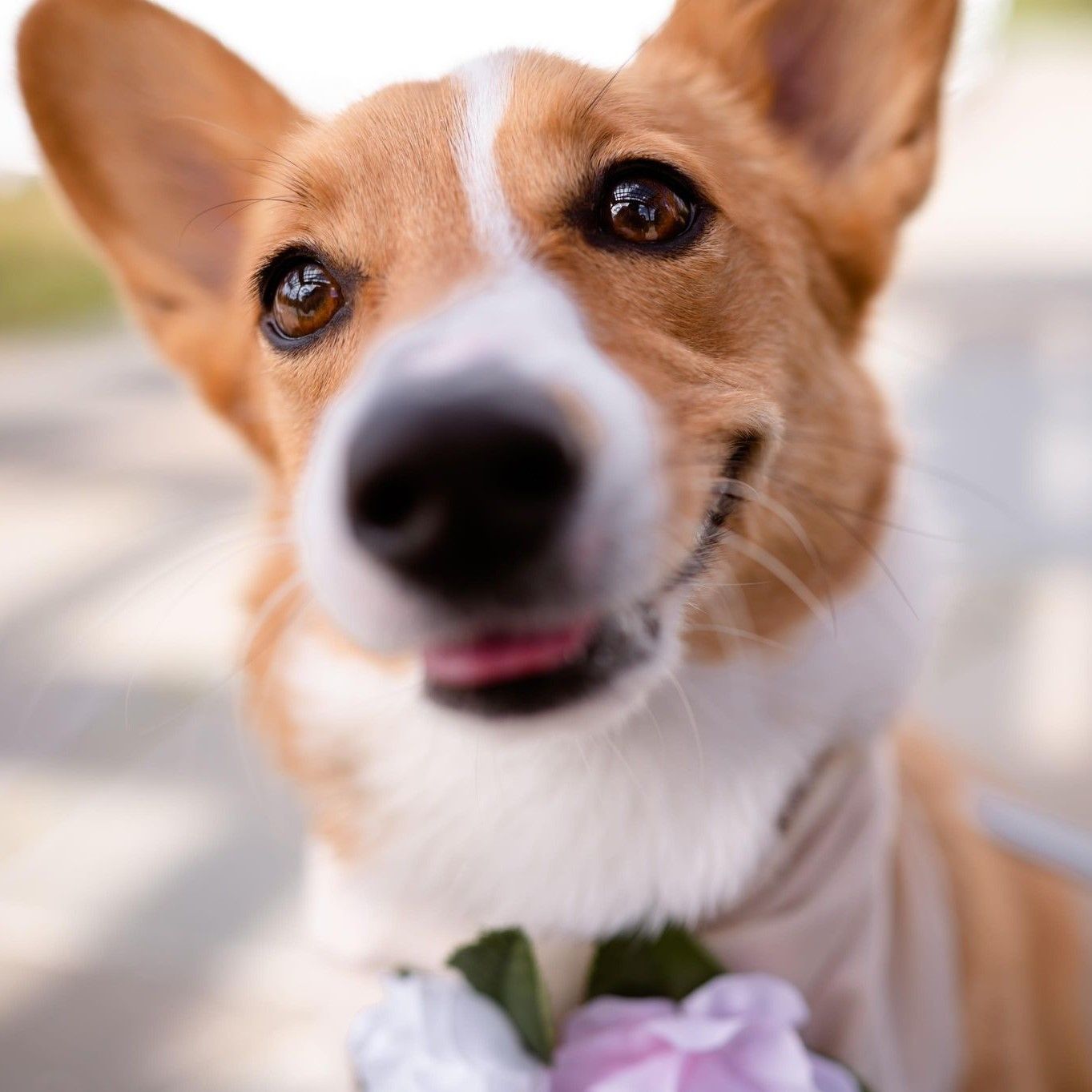 An upclose photo of Cheddar, a red and white Pembroke Welsh Corgi named after cheese.