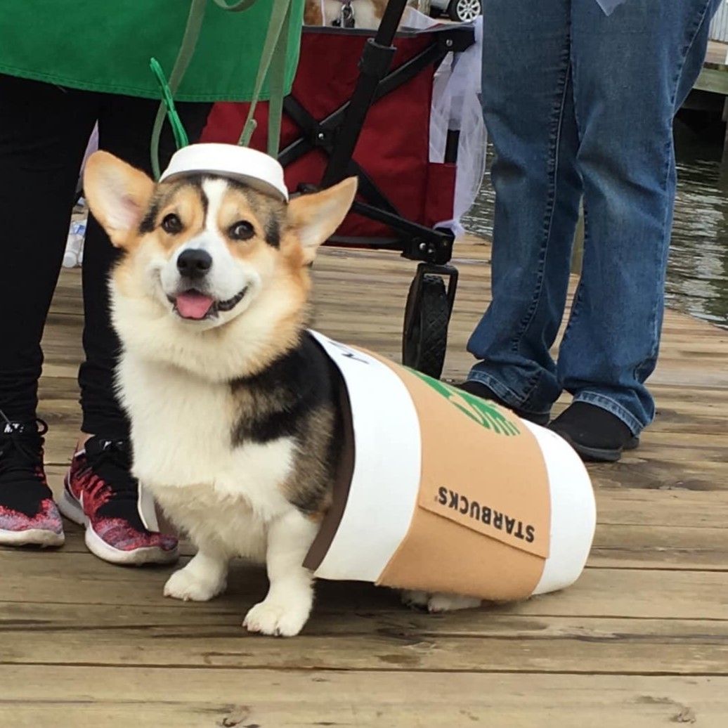 Corgi dressed up as a Starbucks coffee for Halloween in Annapolis, Maryland